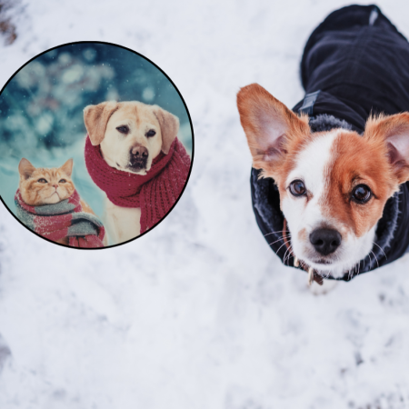 Mróz zabija zwierzęta. "Zimna buda, metalowa obroża i łańcuch grożą odmrożeniami"