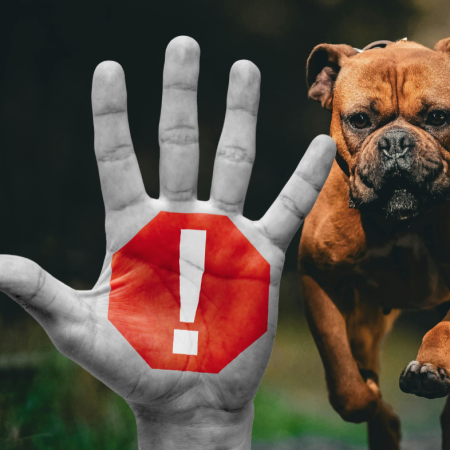 Właściciele psów często o tym zapominają. Konsekwencje mogą być poważne