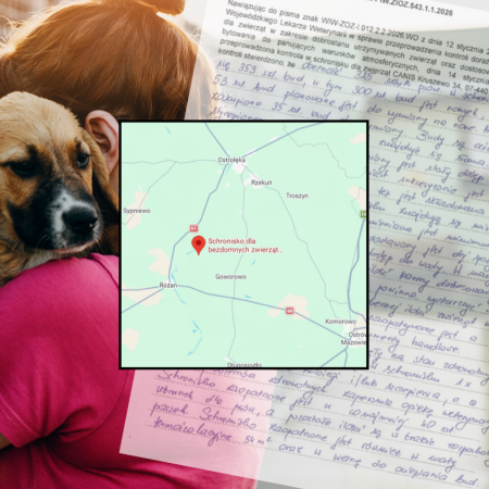 Schroniska dla zwierząt pod lupą. "Canis" w Kruszewie - znamy wyniki kontroli