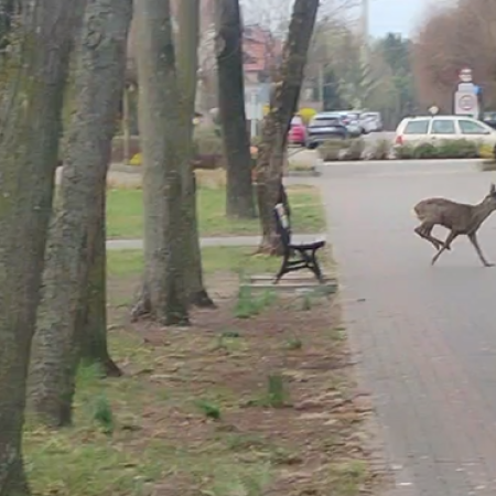 Mieszkańcy przecierali oczy ze zdumienia. Co robił ten gość w miejskim parku? [WIDEO]