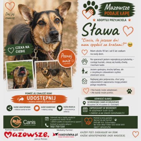 Połowa życia w schronisku to o połowę za dużo. Sława prosi o dom na jesień życia