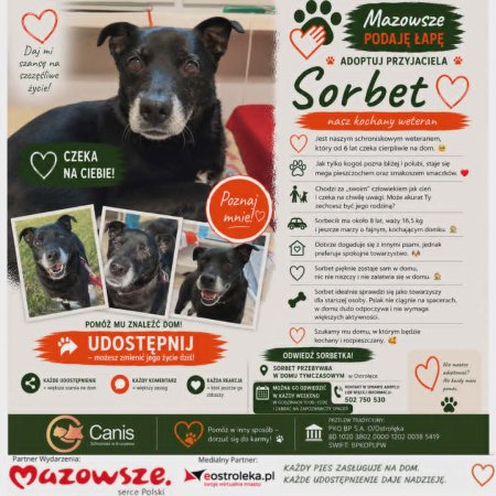 Sorbet – kochany weteran szuka domu. 6 lat czekania to o 6 za dużo!