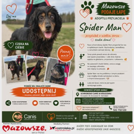 Spider Man szuka domu! Poznaj niezwykłego przytulaka z akcji „Mazowsze podaje łapę”