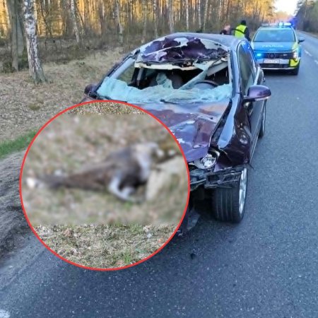 Cudem uniknęli śmierci! Samochód zmiażdżony po starciu z łosiem pod Ostrołęką [ZDJĘCIA]