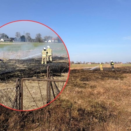 Ogień znów trawi nieużytki. Strażacy nie mają wytchnienia! [ZDJĘCIA]