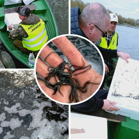 Wielki powrót „wodnych węży”. Nie uwierzysz, ile ryb wpuszczono do rzek w Ostrołęce i Wyszkowie! [WIDEO, ZDJĘCIA]