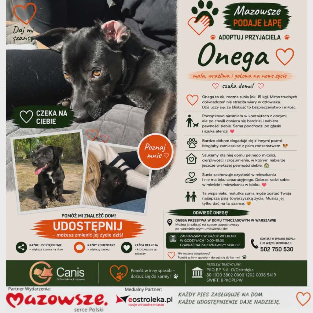 Onega – mała, wrażliwa i gotowa na nowe życie. Szukamy domu dla wyjątkowej suni!