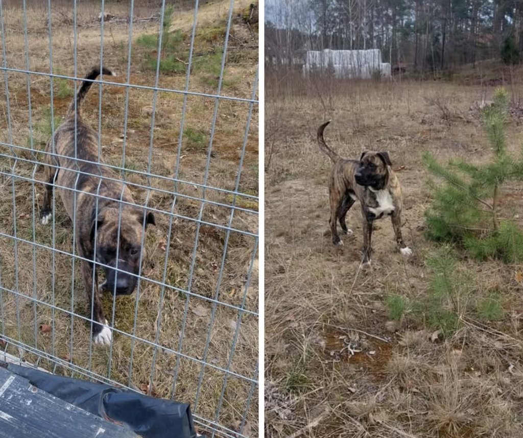 Zagubiony i zdezorientowany. Czy ten duży pies należy do Twojego sąsiada? [ZDJĘCIA]
