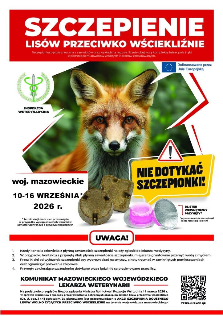 Szczepienia lisów w powiecie ostrołęckim. Starostwo apeluje o ostrożność