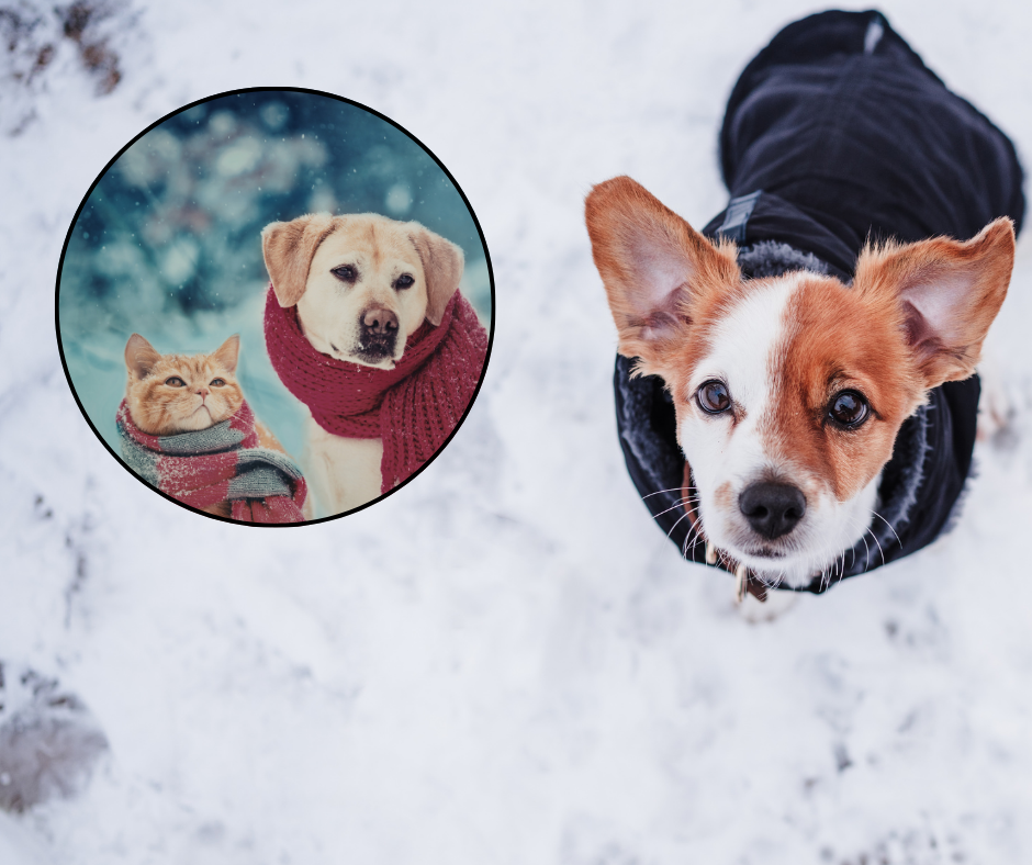 Mróz zabija zwierzęta. "Zimna buda, metalowa obroża i łańcuch grożą odmrożeniami"