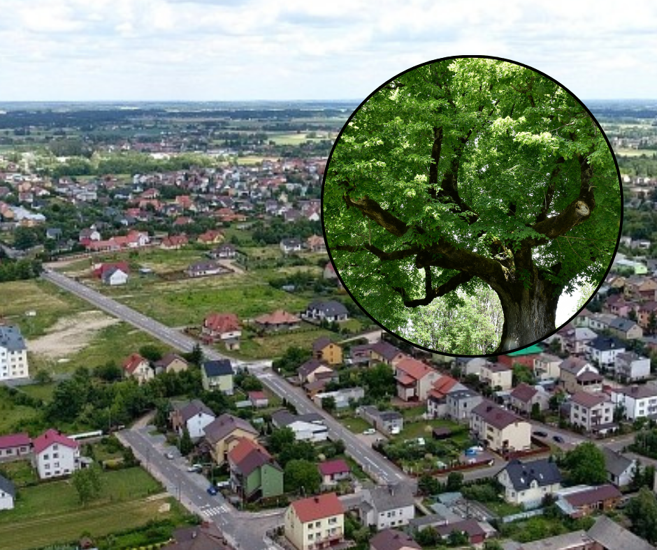 Niebezpieczne drzewo. Rada osiedla interweniuje, miasto reaguje