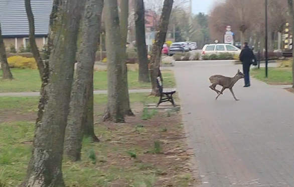 Mieszkańcy przecierali oczy ze zdumienia. Co robił ten gość w miejskim parku? [WIDEO]
