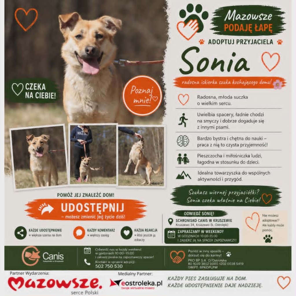 Uśmiech, który zaraża. Sonia ze schroniska Canis czeka na nową przygodę