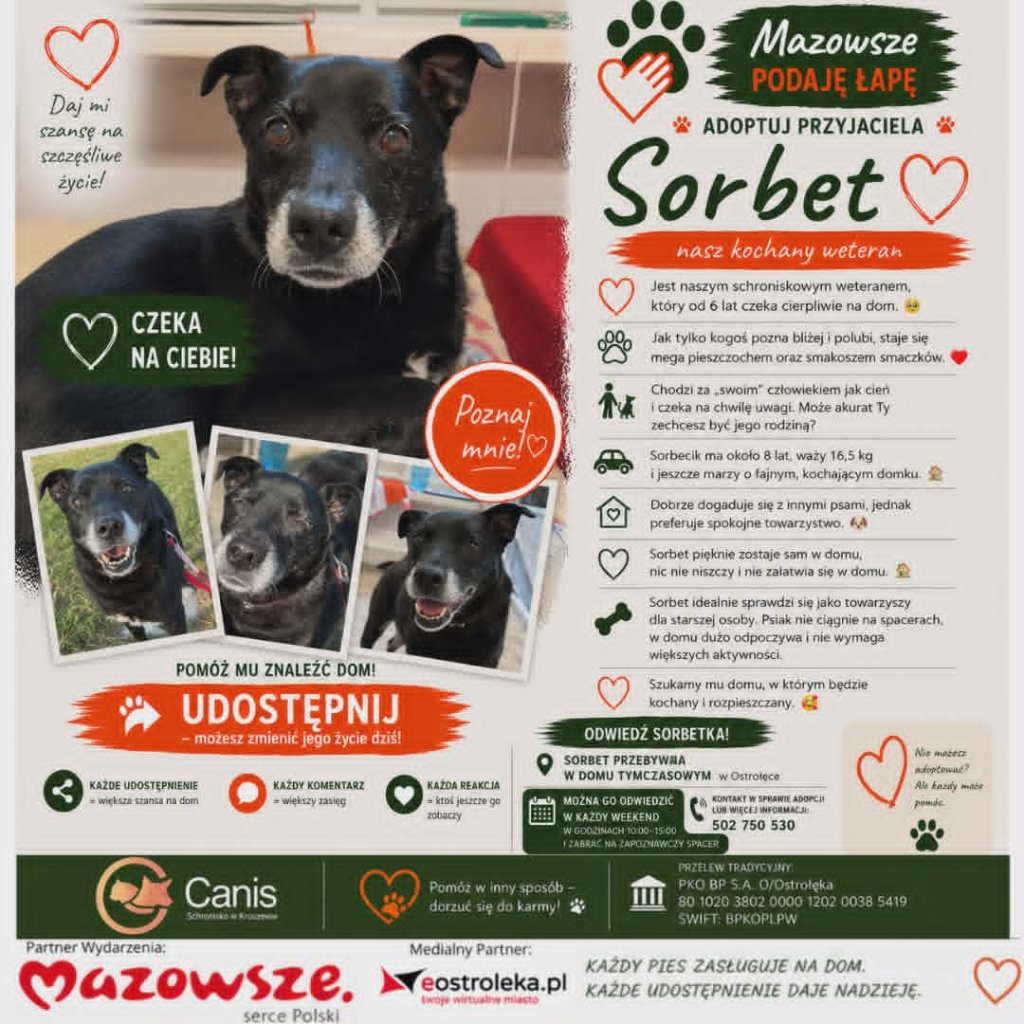 Sorbet – kochany weteran szuka domu. 6 lat czekania to o 6 za dużo!