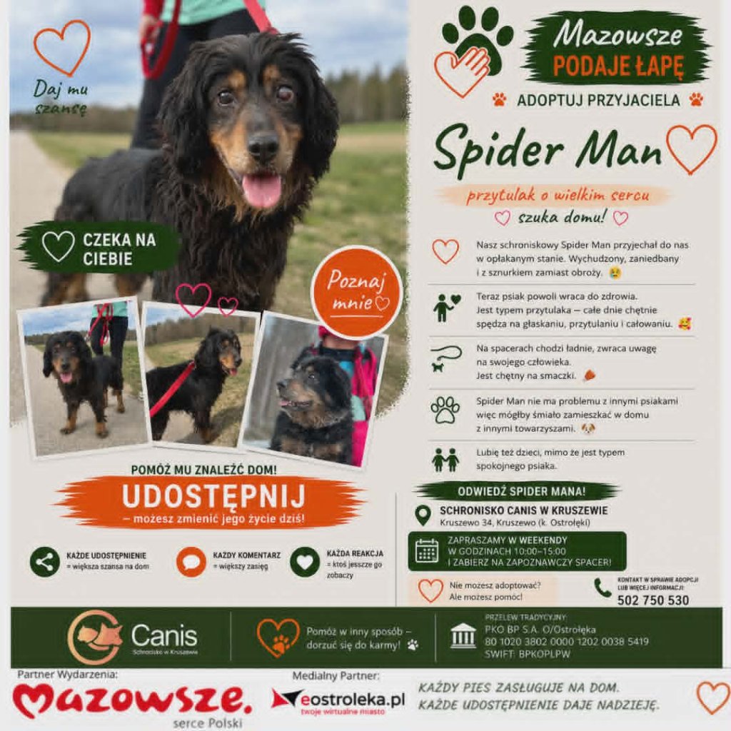 Spider Man szuka domu! Poznaj niezwykłego przytulaka z akcji „Mazowsze podaje łapę”