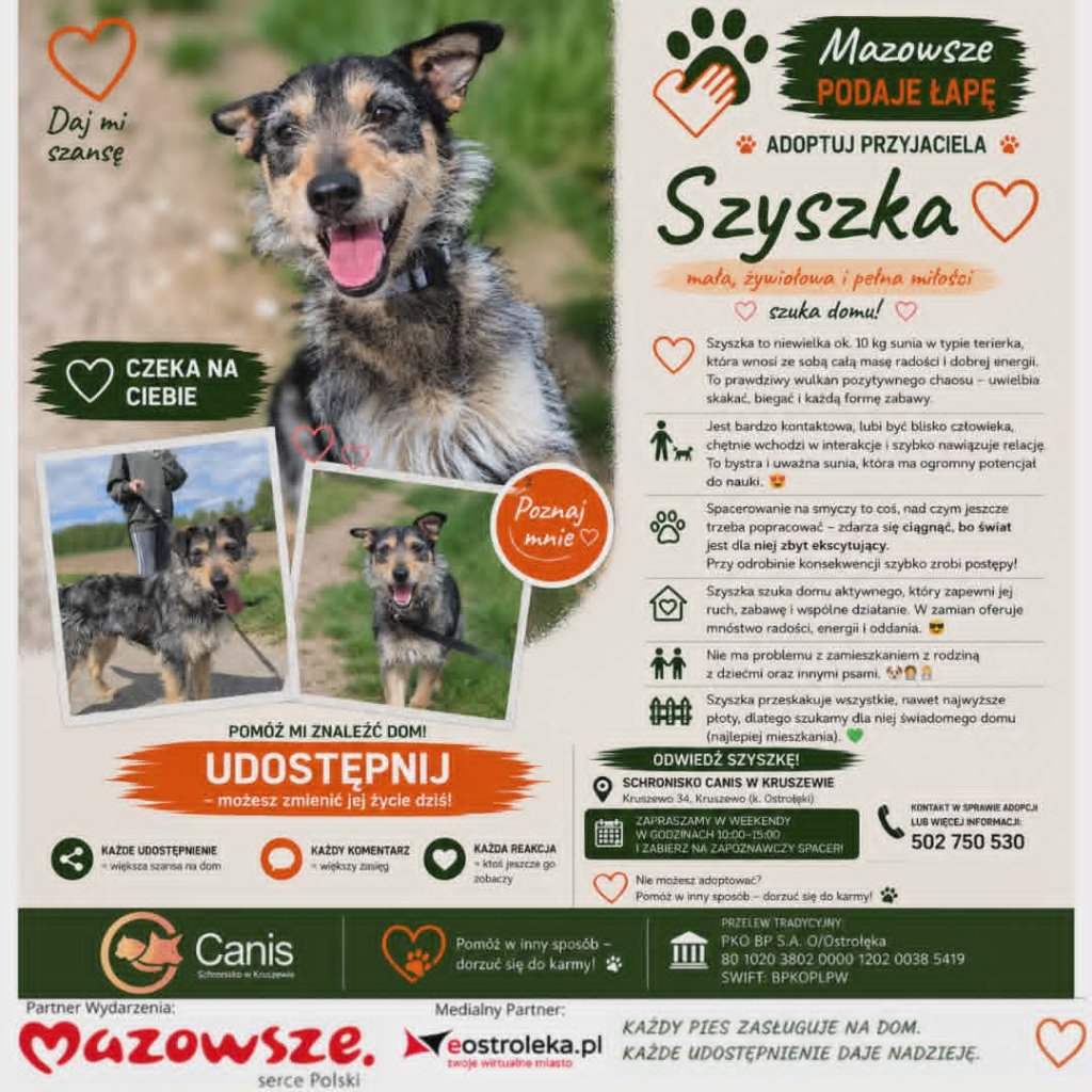 Szyszka – mała sunia, wielki wulkan energii szuka domu!