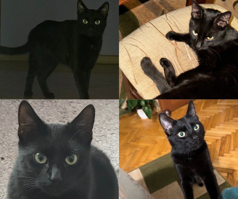 PILNE: Zaginął kot Zorrek. Właściciele proszą o pomoc i oferują nagrodę