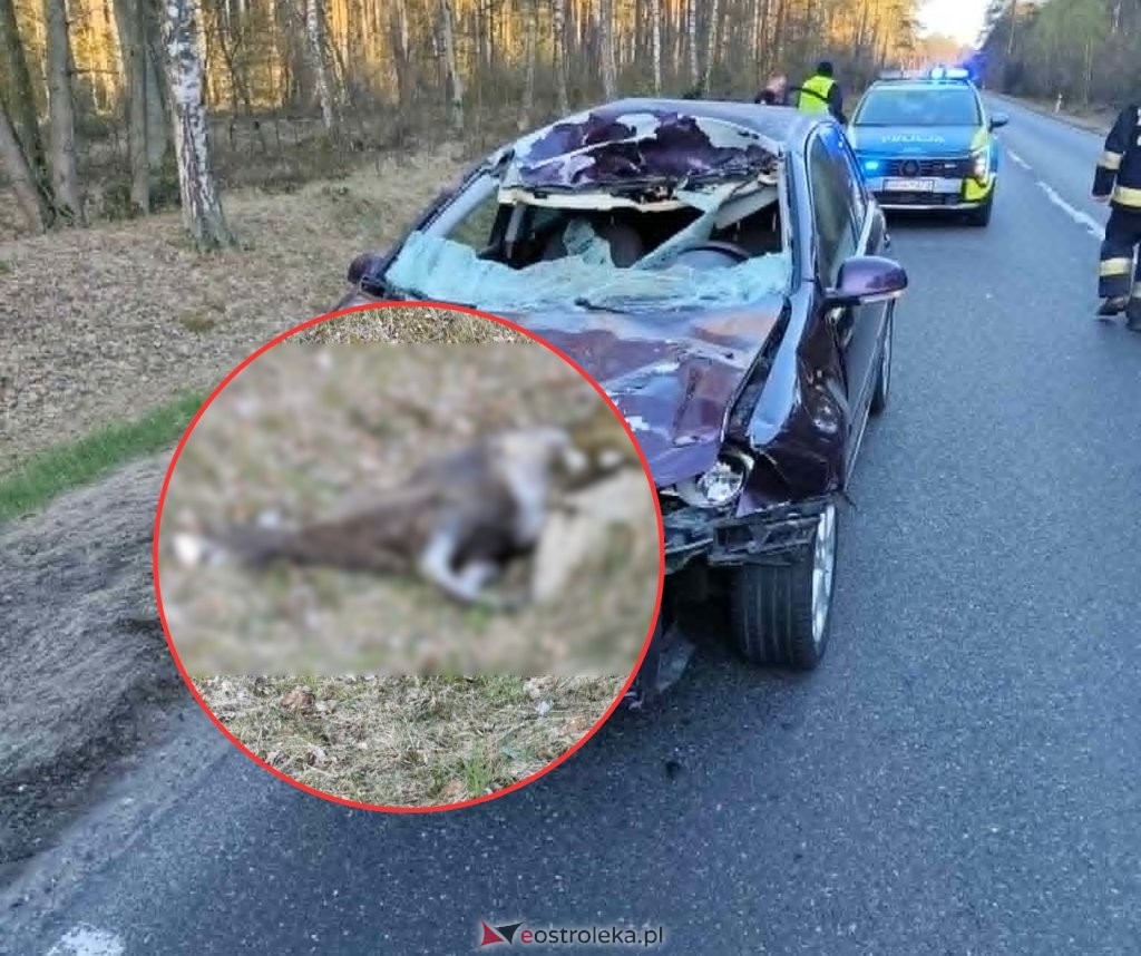 Cudem uniknęli śmierci! Samochód zmiażdżony po starciu z łosiem pod Ostrołęką [ZDJĘCIA]