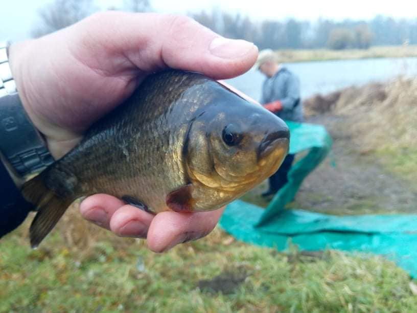 fot.  koło wędkarskie PZW nr 38 Narew w Ostrołęce