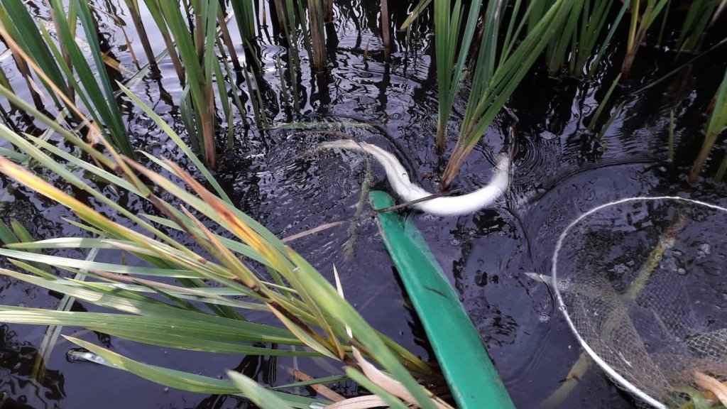 fot. Społeczna Straż Rybacka PZW Narew koło nr 38