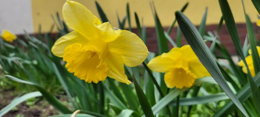 fot. SP 10 w Ostrołęce