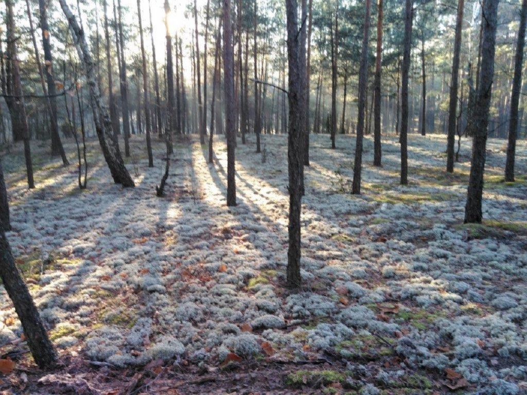 fot. Nadleśnictwo Myszyniec