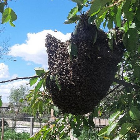 Dziki rój pszczół w Kopaczyskach. Interweniowali strażacy [FOTO]