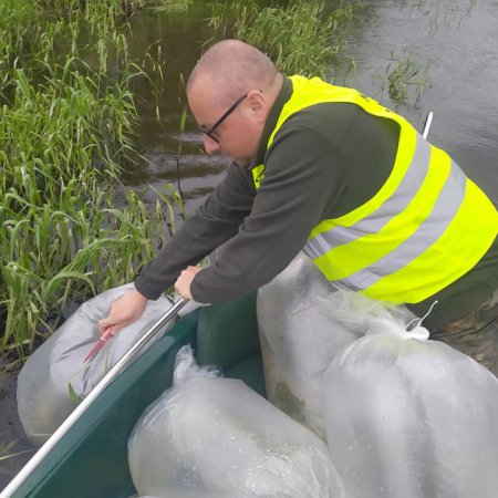 Zarybianie Narwi jaziem. W akcji koła wędkarskie PZW Narew i Energopap [WIDEO, ZDJĘCIA]