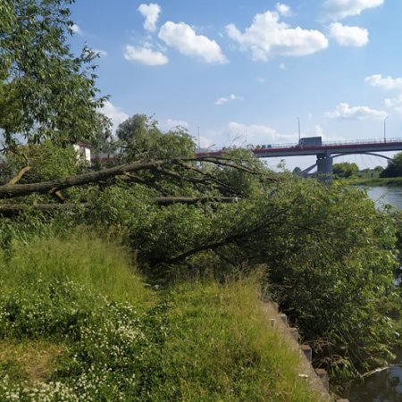 Interwencja Czytelnika: Przejście wzdłuż Narwi tarasuje powalone drzewo [ZDJĘCIA]