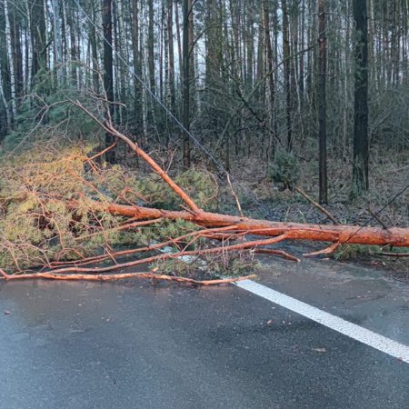 Ylenia rozrabia w regionie. Powalone drzewa, zerwany dach