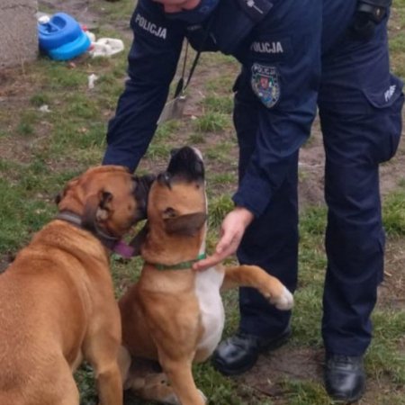 Zgłosił kradzież rasowych psów. Interweniowała policja