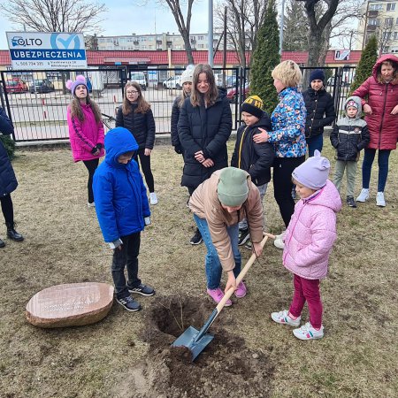 Dąb Przyjaźni Polsko-Ukraińskiej przed SP 6 [ZDJĘCIA]