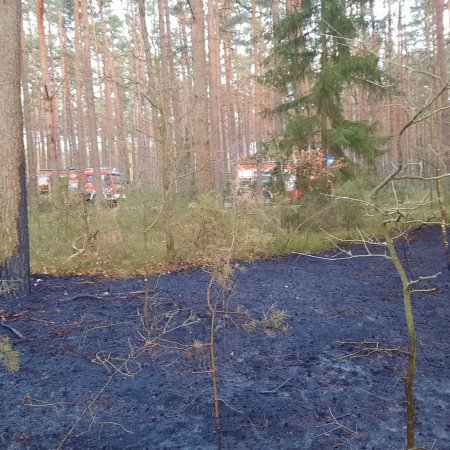 Pożary lasów na terenie gmin Myszyniec i Kadzidło. Z ogniem walczyło 6 jednostek strażackich [ZDJĘCIA]