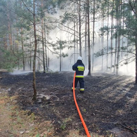 W Ostrołęce spłonął niemal hektar lasu. Z ogniem walczyło kilkudziesięciu strażaków