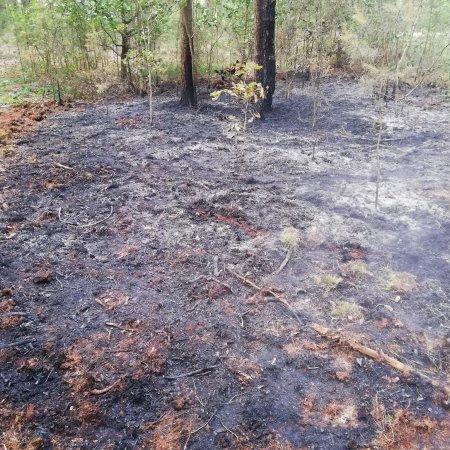 Podpalacz w lesie. 28-latek usłyszał zarzuty. Mógł doprowadzić do katastrofy
