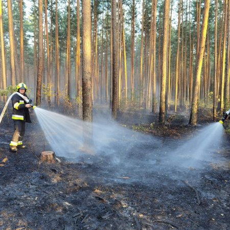 Pożar lasu w gminie Czarnia. W akcji także samoloty gaśnicze [WIDEO, ZDJĘCIA]