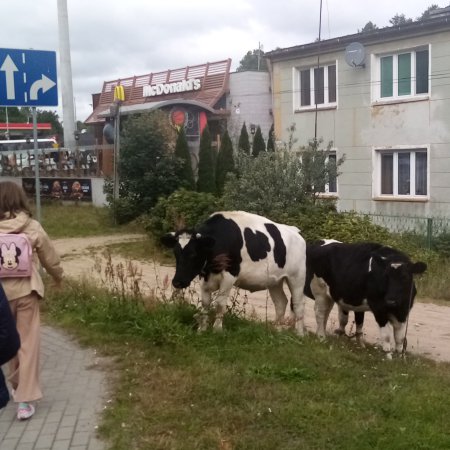 Ostrołęka: Krowy “uciekinierki” zawędrowały w okolice popularnej restauracji [ZDJĘCIA]