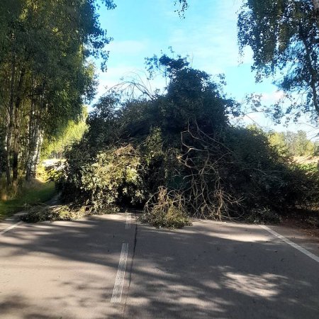 Tak wożą drzewo “mistrzowie transportu”. Brawura i głupota to mało powiedziane [WIDEO, ZDJĘCIA]