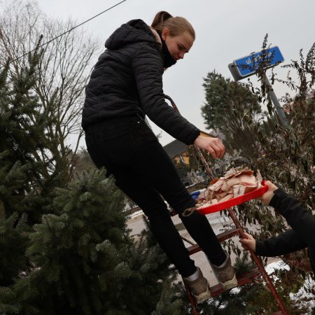 Choinka dla skrzydlatych przyjaciół [ZDJĘCIA]