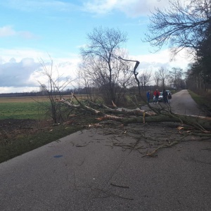 Wysocarz: Wiatr powalił na jezdnię ogromne drzewo [ZDJĘCIA]