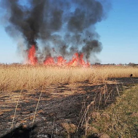 Pożary traw i trzciny na nieużytkach. W akcji osiem jednostek strażackich [ZDJĘCIA]