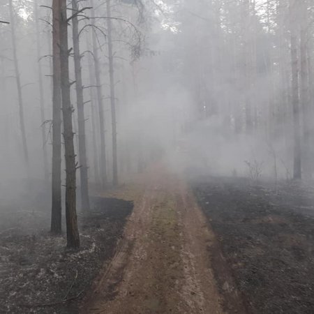 Pod Ostrołęką spłonęły dwa hektary lasu! [ZDJĘCIA]