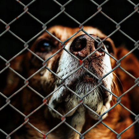 Wspomóż schronisko dla zwierząt w Kruszewie. Kończą się zapasy karmy