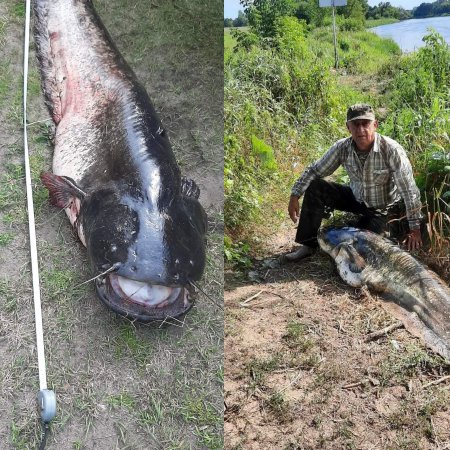 Sum gigant w Narwi! Pan Bogdan złowił wielką rybę [ZDJĘCIA]