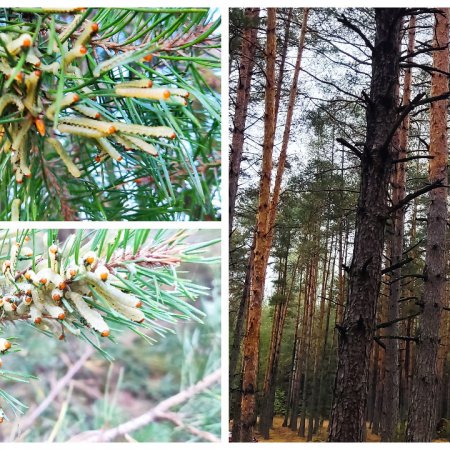 Nadleśnictwo informuje o planowanym oprysku ratowniczym