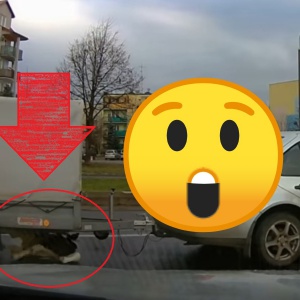 Nietypowe zdarzenie drogowe w Ostrołęce. Z przyczepki na jezdnię wypadło... cielę! WIDEO