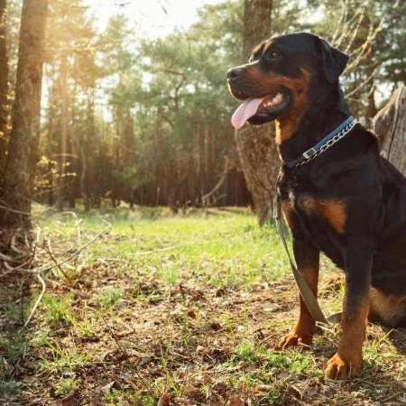 Jak szkolić rottweilera, by był karnym psem? Czy wzmocnienie pozytywne zadziała u tej rasy?