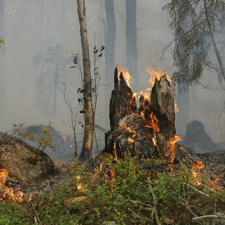 W Ziomku (gmina Baranowo) palił się las