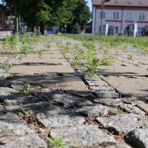 Zaniedbana zieleń w Ostrołęce. Czas zmobilizować miejskie służby! [ZDJĘCIA]