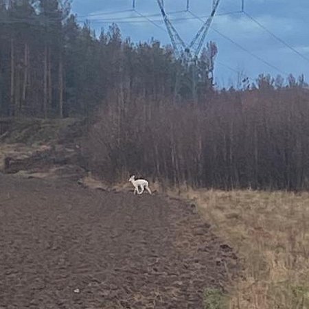 Sarna albinos w pobliżu Ostrołęki. Takie okazy rodzą się niezwykle rzadko! [WIDEO, ZDJĘCIA]